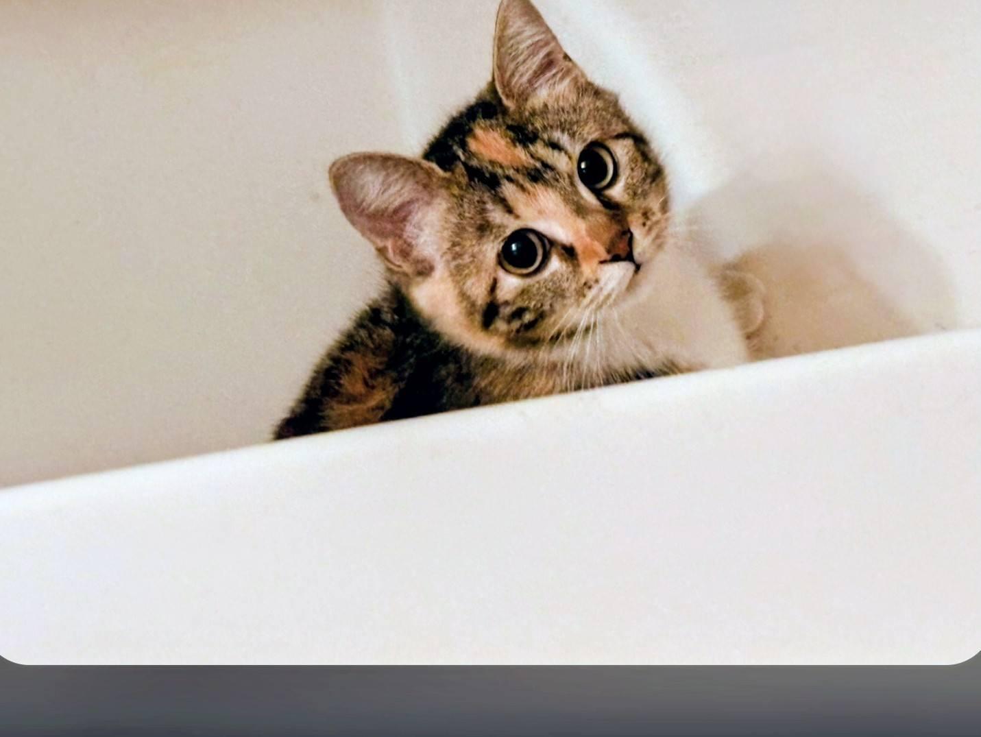 Enlarge Heather, an adopted Calico in New Port Richey, FL image 2/4