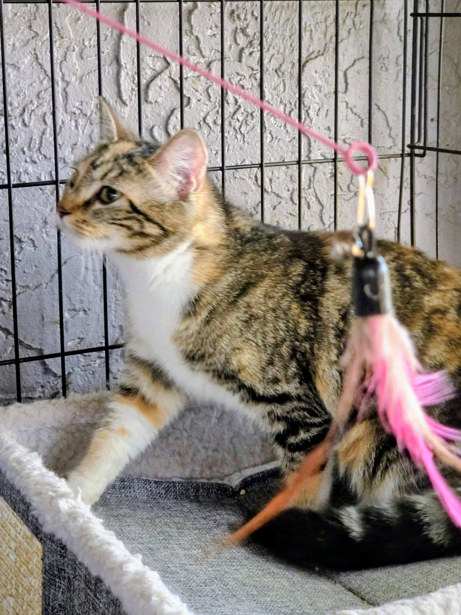 Enlarge Heather, an adopted Calico in New Port Richey, FL image 3/4