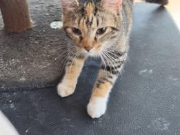 Enlarge Heather, an adopted Calico in New Port Richey, FL image 4/4