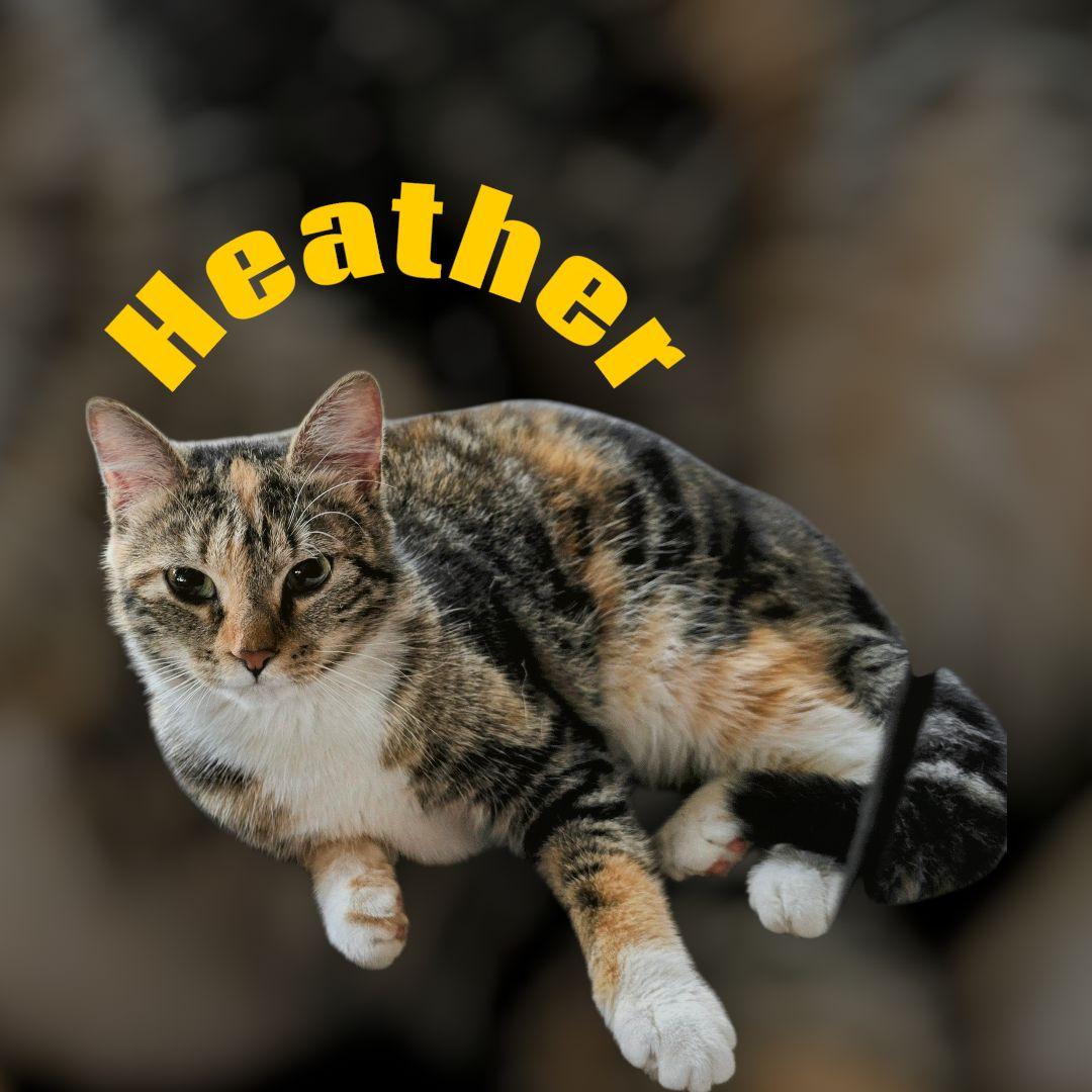 Heather, adopted, Young Female Calico.