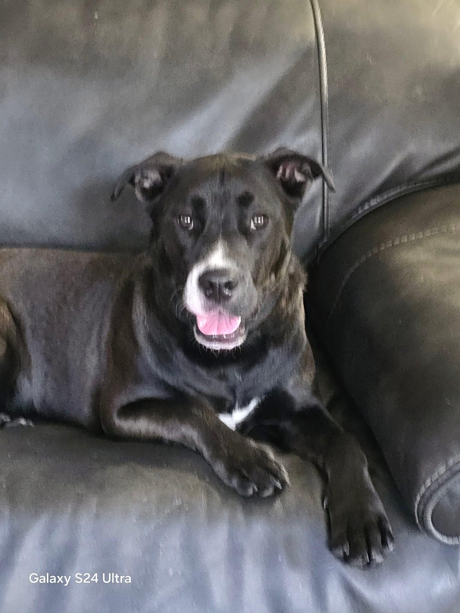 Enlarge Ruger, a Adopted mixed breed in Akron, NY image 3/3