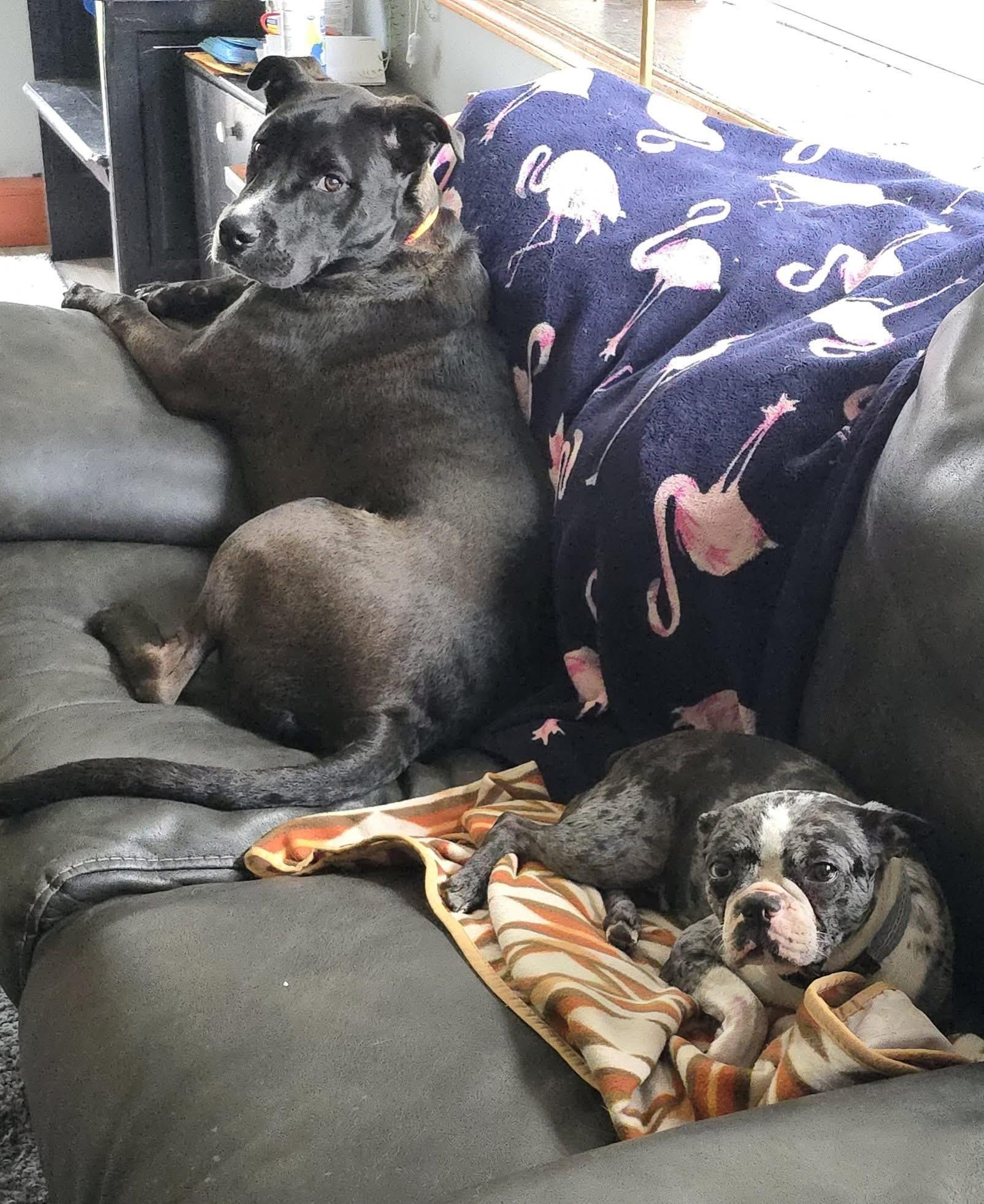 Enlarge Ruger, a Adopted mixed breed in Akron, NY image 2/3