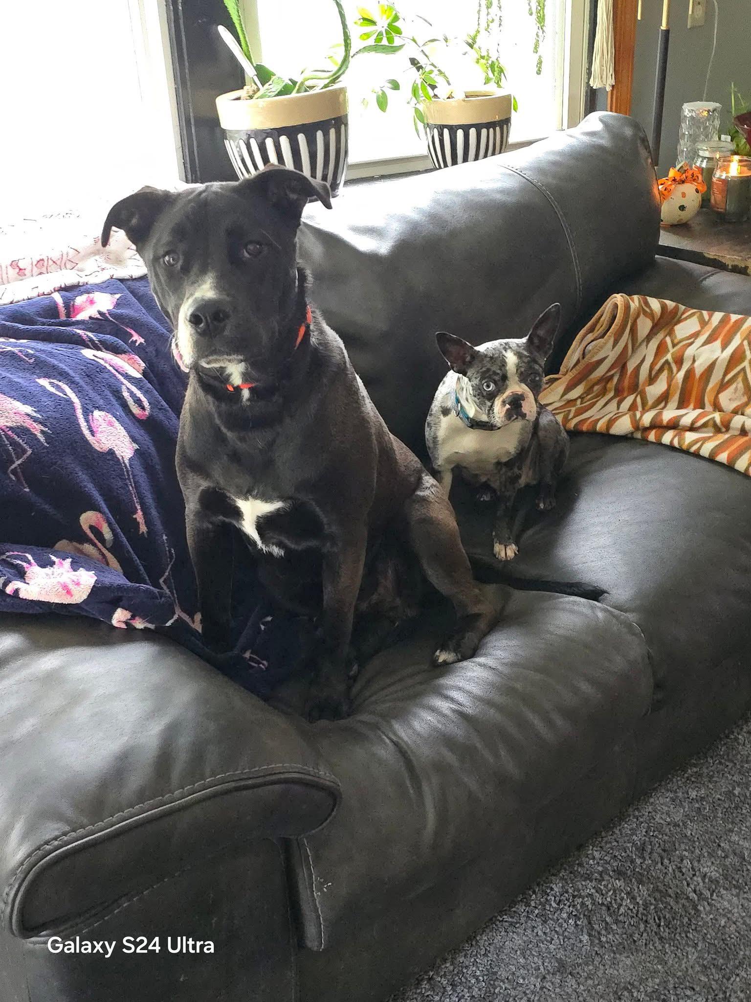 Ruger, Adopted, Young Male Pit Bull Terrier & Husky.