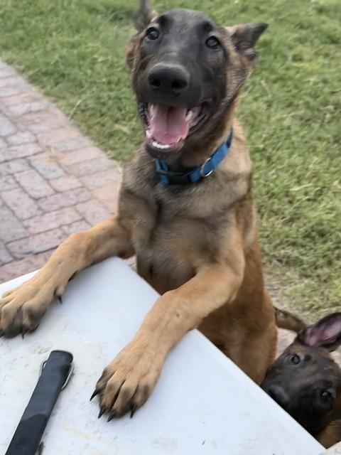 Enlarge Chip, a Adoptable Belgian Shepherd / Malinois in Glendale, AZ image 3/5