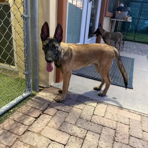 Enlarge Chip, a Adoptable Belgian Shepherd / Malinois in Glendale, AZ image 2/5