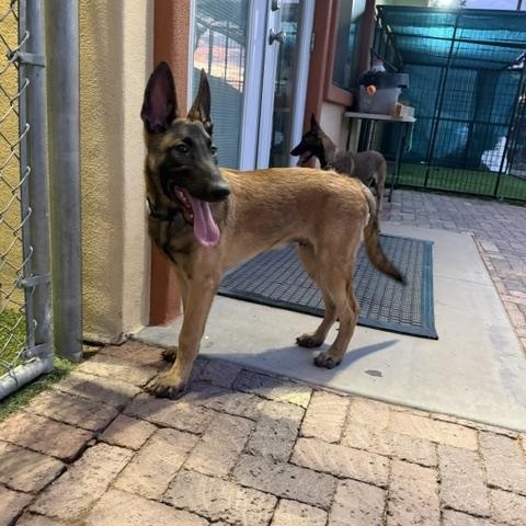 Chip, Adoptable, Young Male Belgian Shepherd / Malinois.