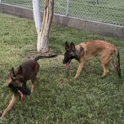 Enlarge Chip, a Adoptable Belgian Shepherd / Malinois in Glendale, AZ image 5/5