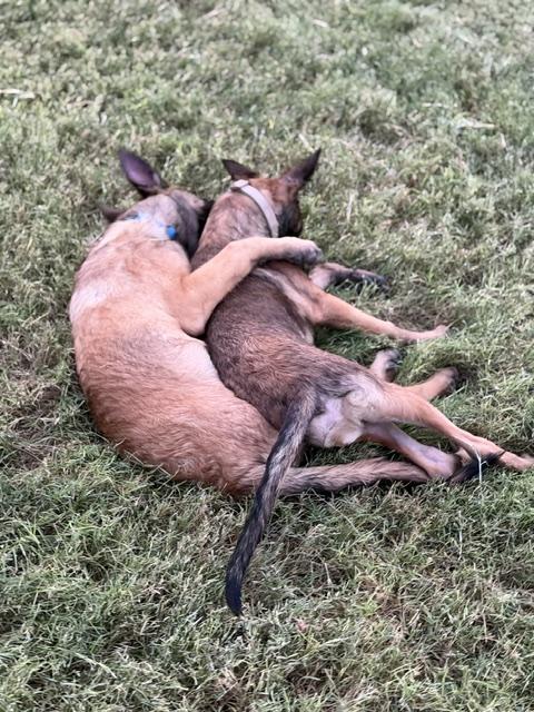Enlarge Chip, a Adoptable Belgian Shepherd / Malinois in Glendale, AZ image 4/5