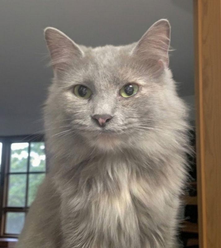Enlarge Stormy, a Adoptable Domestic Long Hair in Knoxville, TN image 1/3