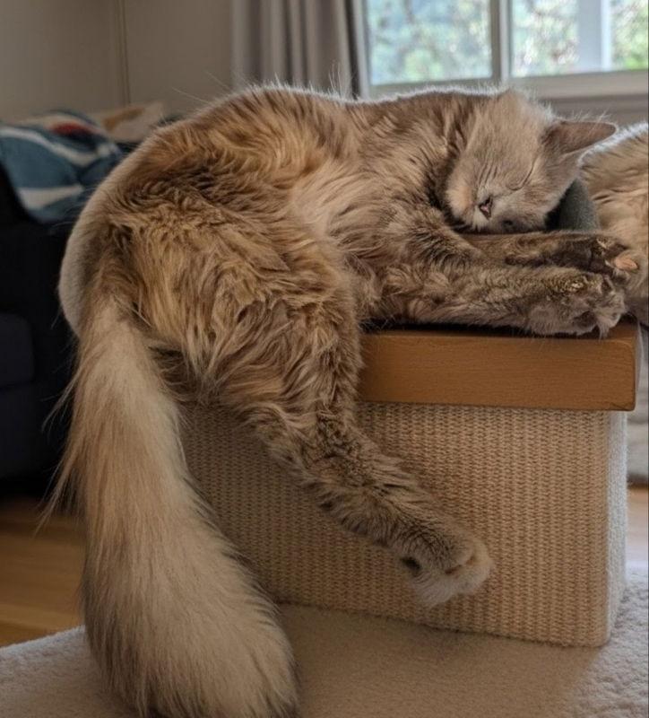Enlarge Stormy, a Adoptable Domestic Long Hair in Knoxville, TN image 2/3
