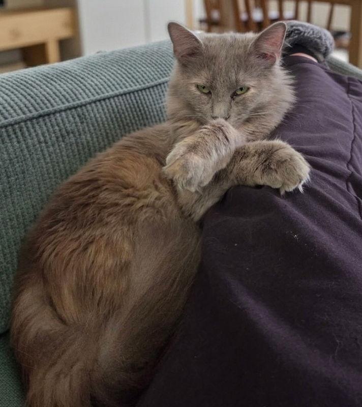Enlarge Stormy, a Adoptable Domestic Long Hair in Knoxville, TN image 3/3