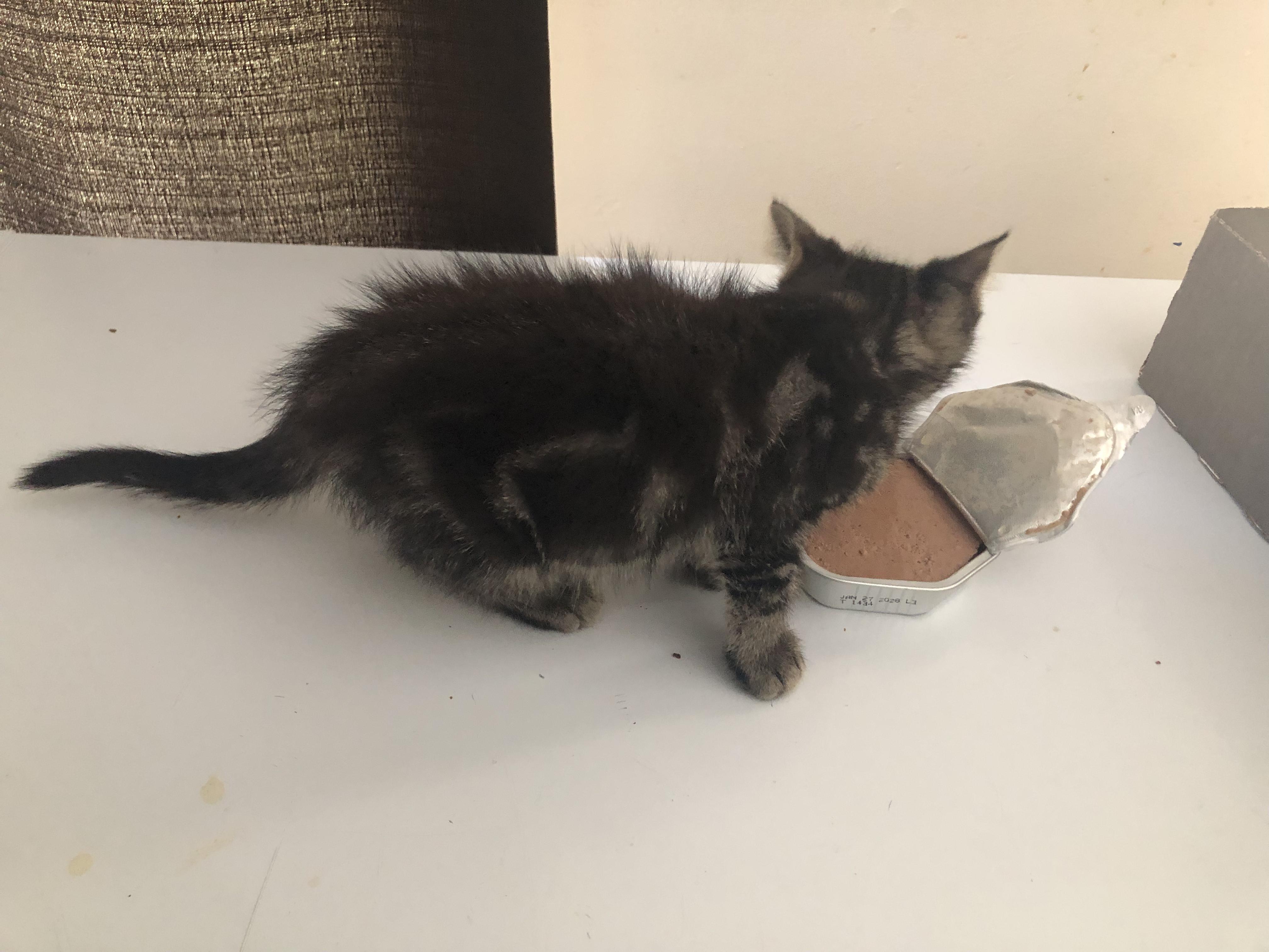 Alexander, Adoptable, Kitten Male Domestic Short Hair.