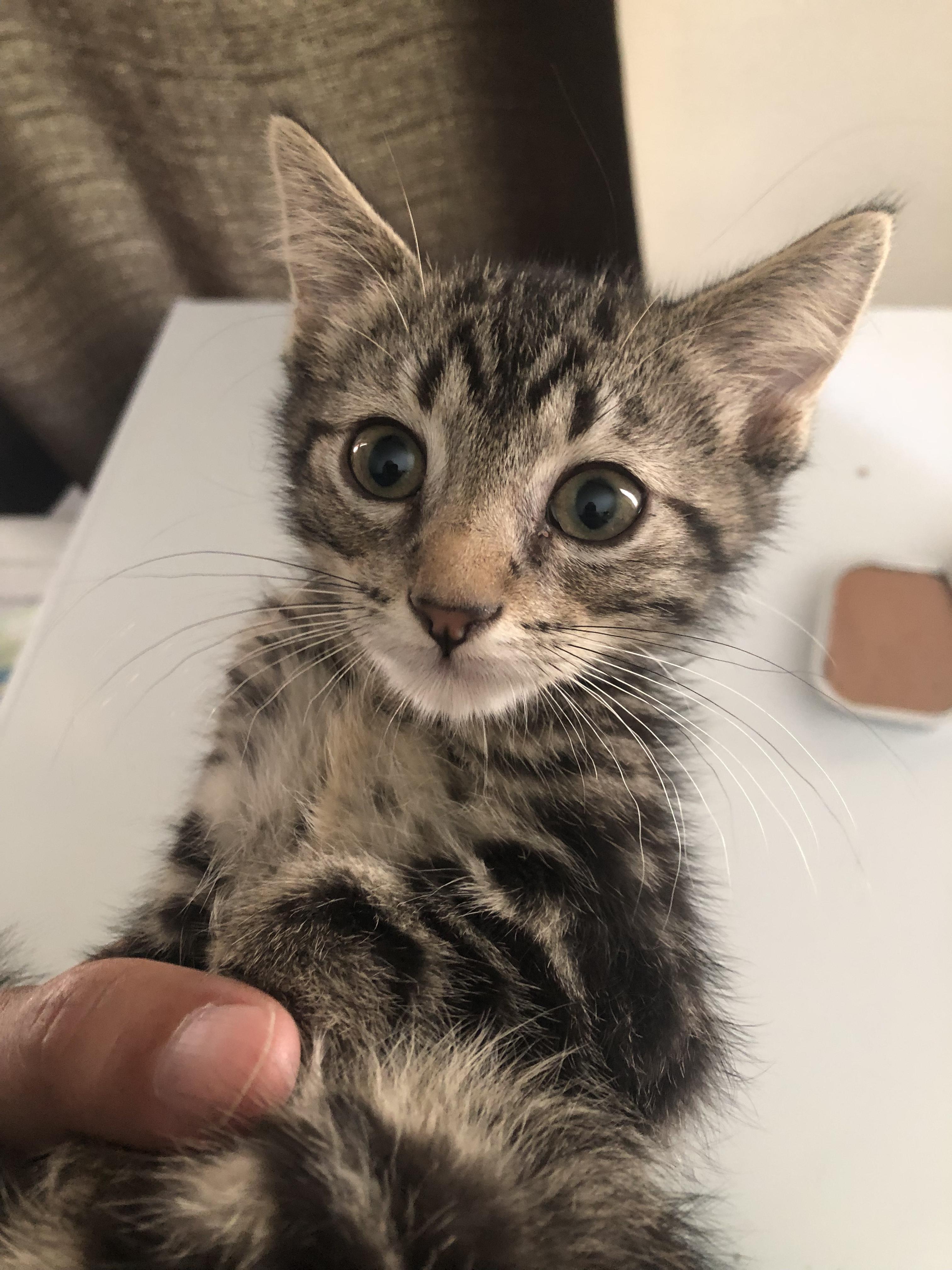Alexander, a Adoptable Domestic Short Hair in Emporia, KS image 2/2