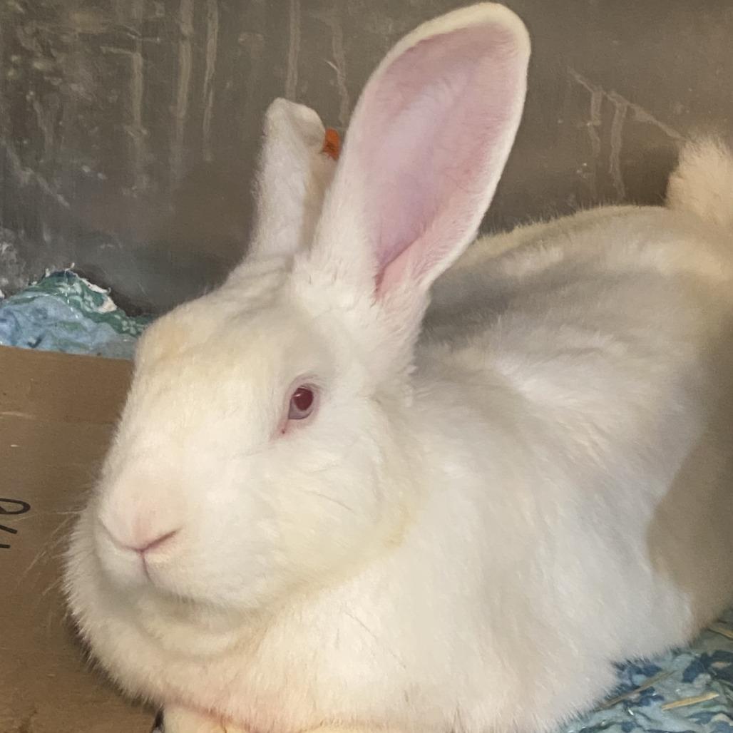 Lancelot, Adoptable, Adult Male New Zealand.
