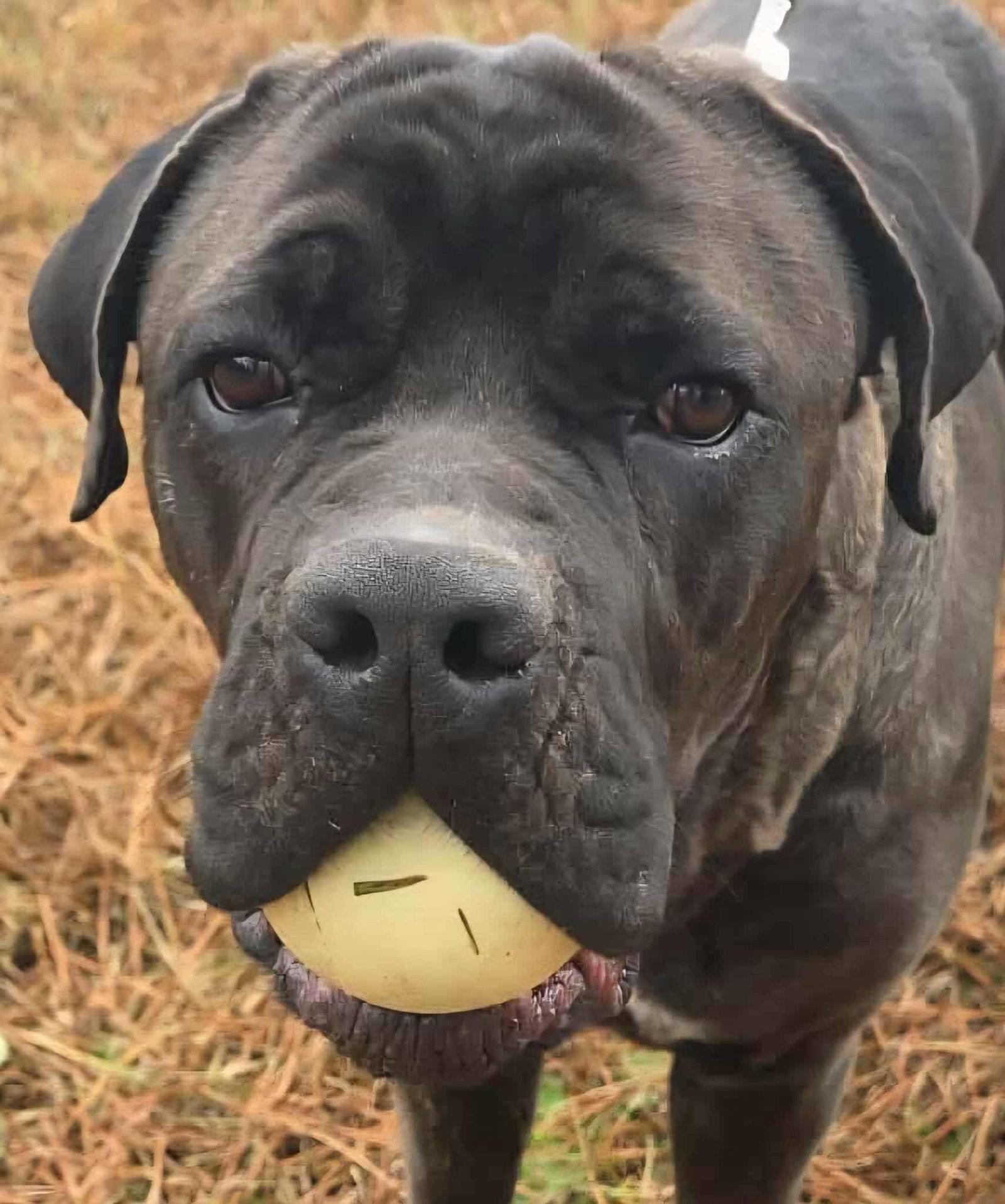 COURTESY POST...Boss, Adoptable, Adult Male Cane Corso.