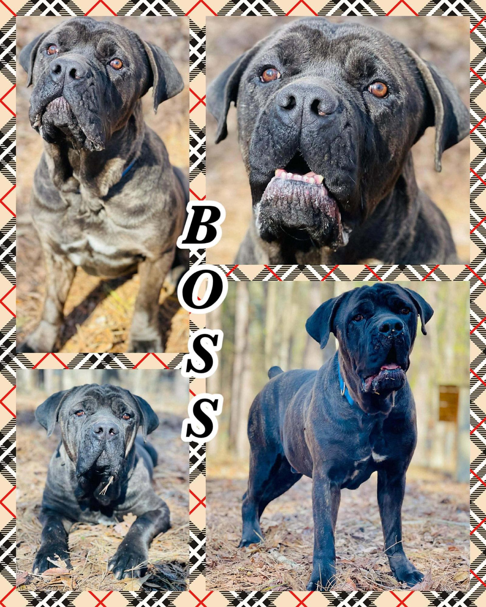COURTESY POST...Boss, a Adoptable Cane Corso in Social Circle, GA image 2/2