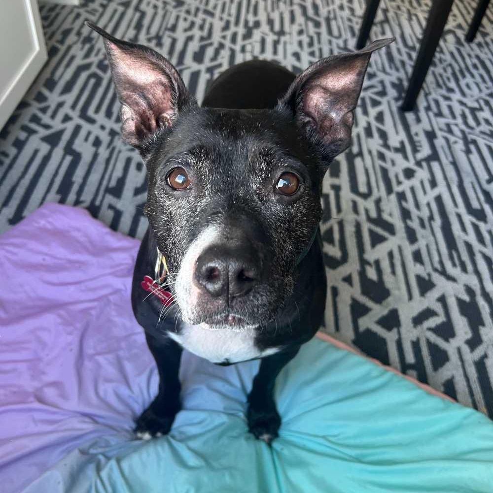 Enlarge Jasmine, a Adoptable mixed breed in Detroit, MI image 2/6