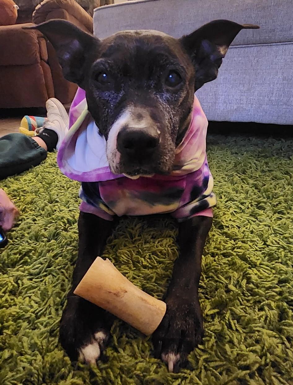 Enlarge Jasmine, a Adoptable mixed breed in Detroit, MI image 3/6