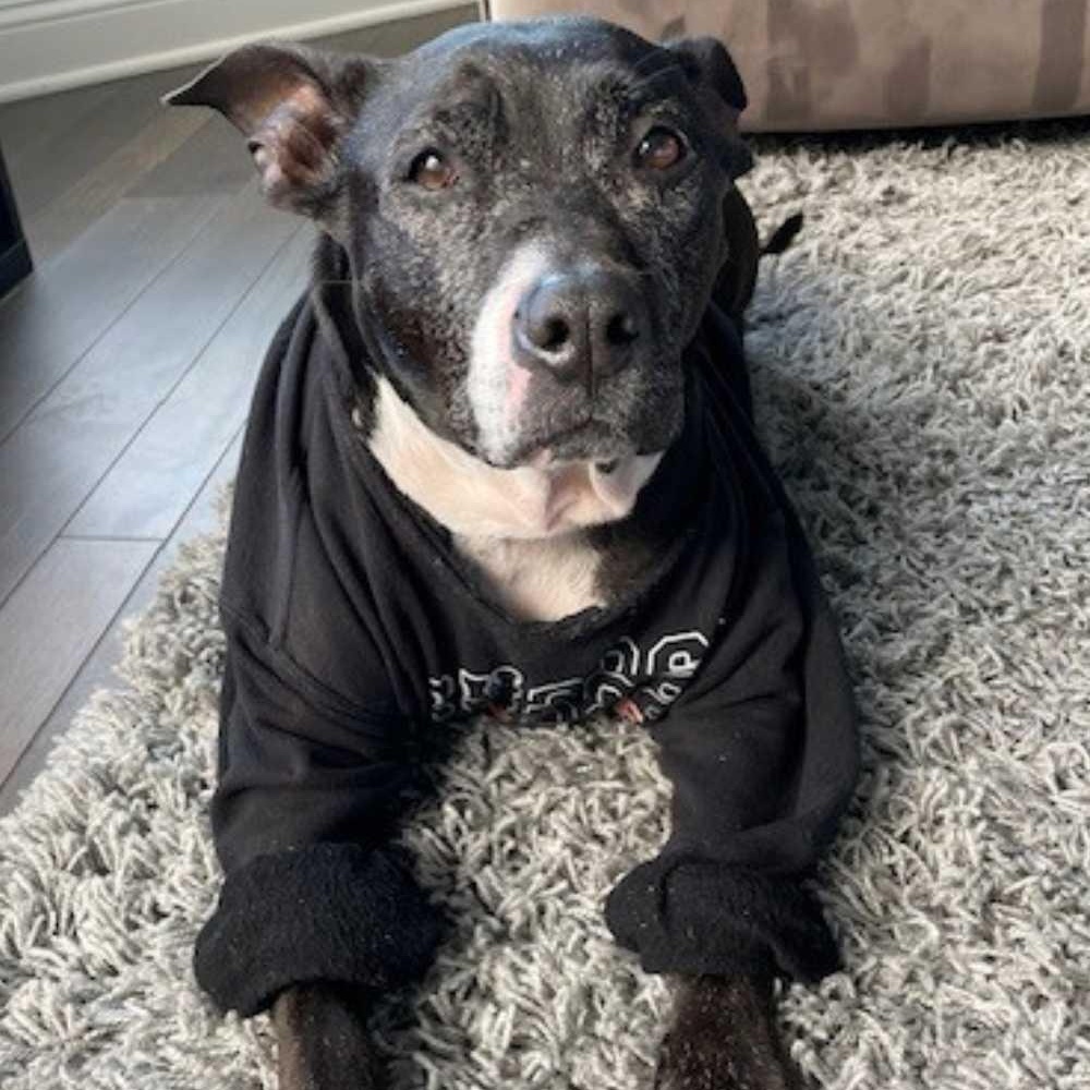 Enlarge Jasmine, a Adoptable mixed breed in Detroit, MI image 6/6