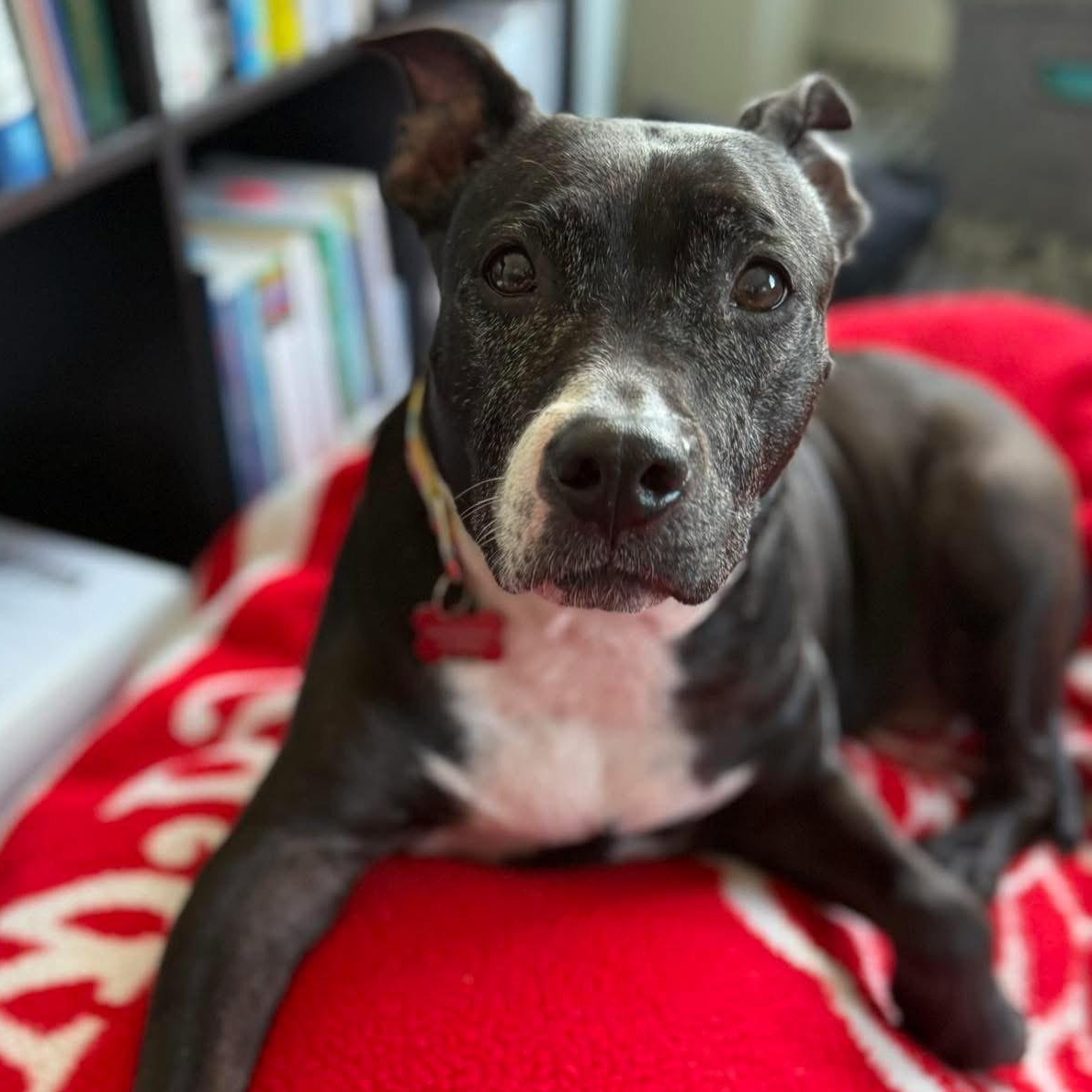 Enlarge Jasmine, a Adoptable mixed breed in Detroit, MI image 4/6