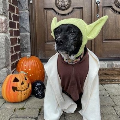 Enlarge Jasmine, a Adoptable mixed breed in Detroit, MI image 5/6