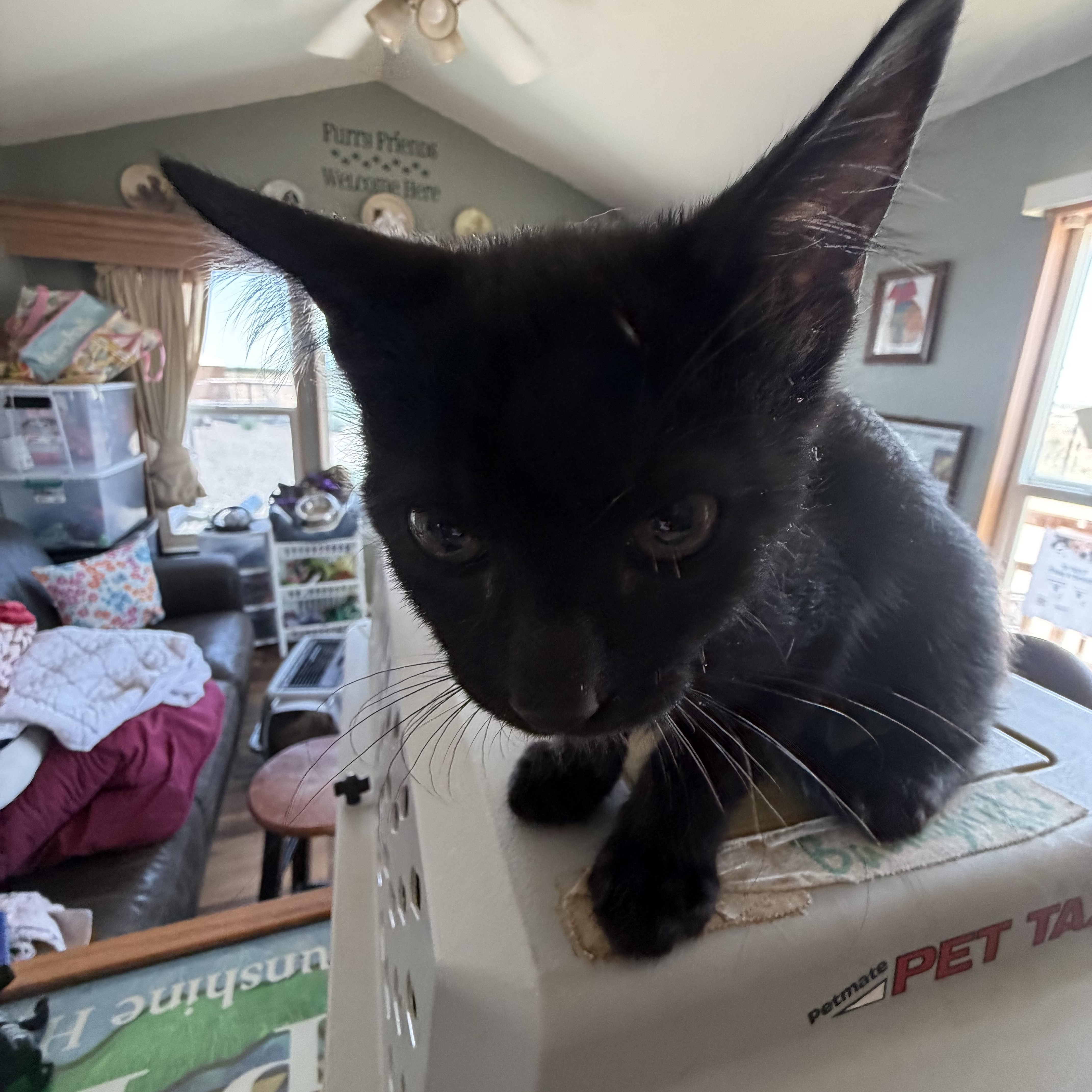 Lexi, ADOPTABLE, Kitten Female Domestic Short Hair.