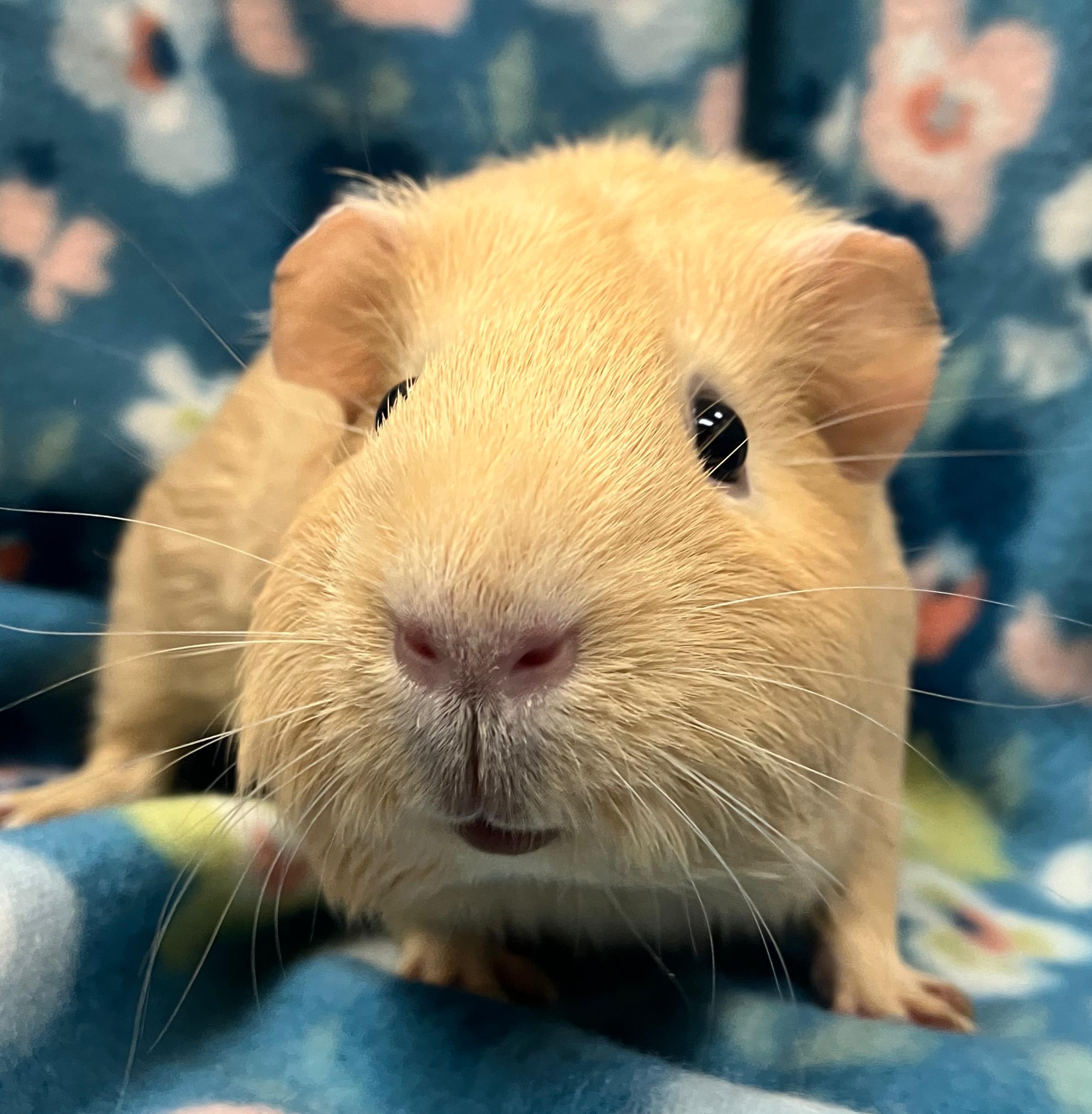 Loretta & Darla, an adopted Guinea Pig in Oshkosh, WI image 3/5