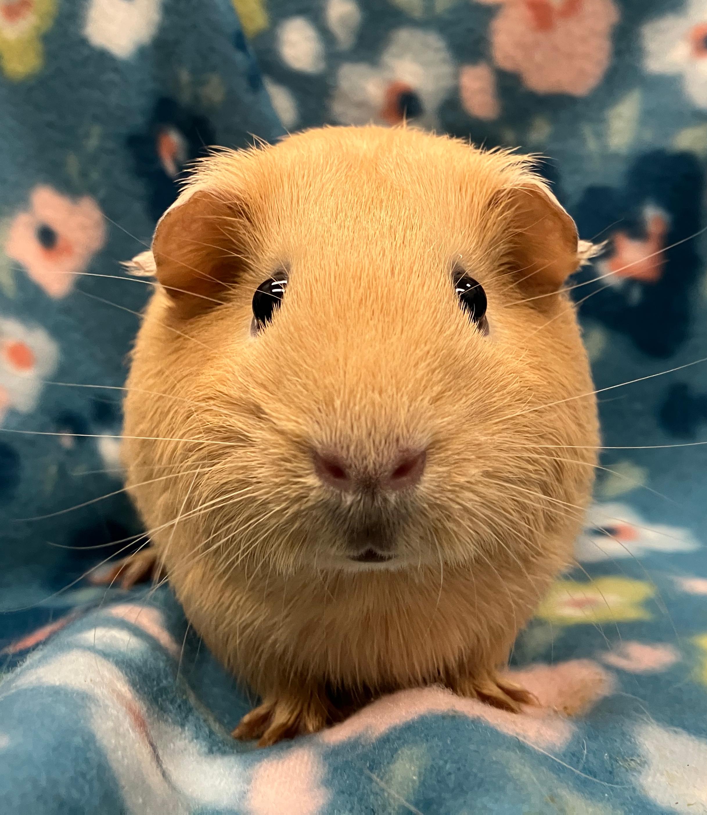Loretta & Darla, an adopted Guinea Pig in Oshkosh, WI image 4/5