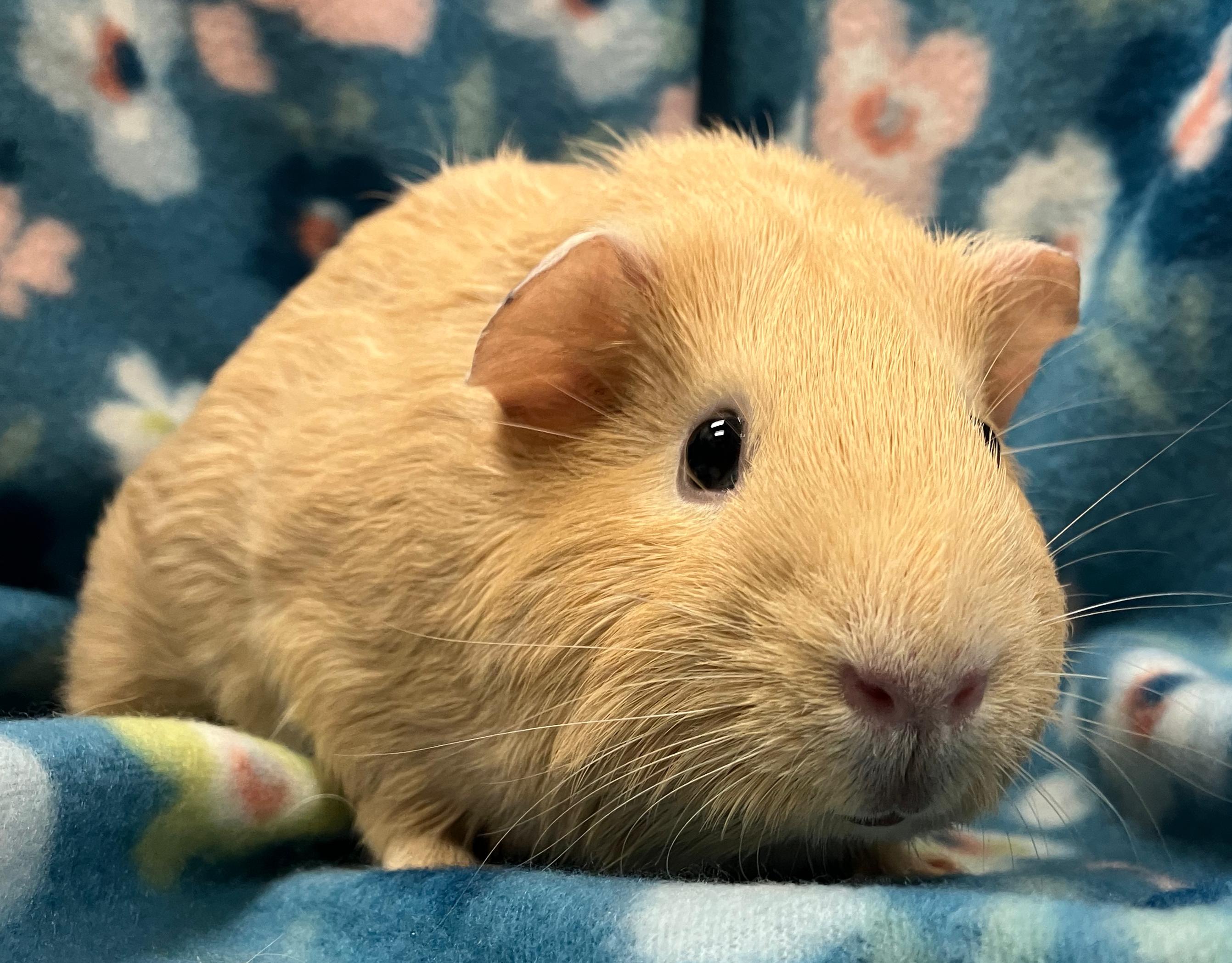 Loretta & Darla, an adopted Guinea Pig in Oshkosh, WI image 2/5