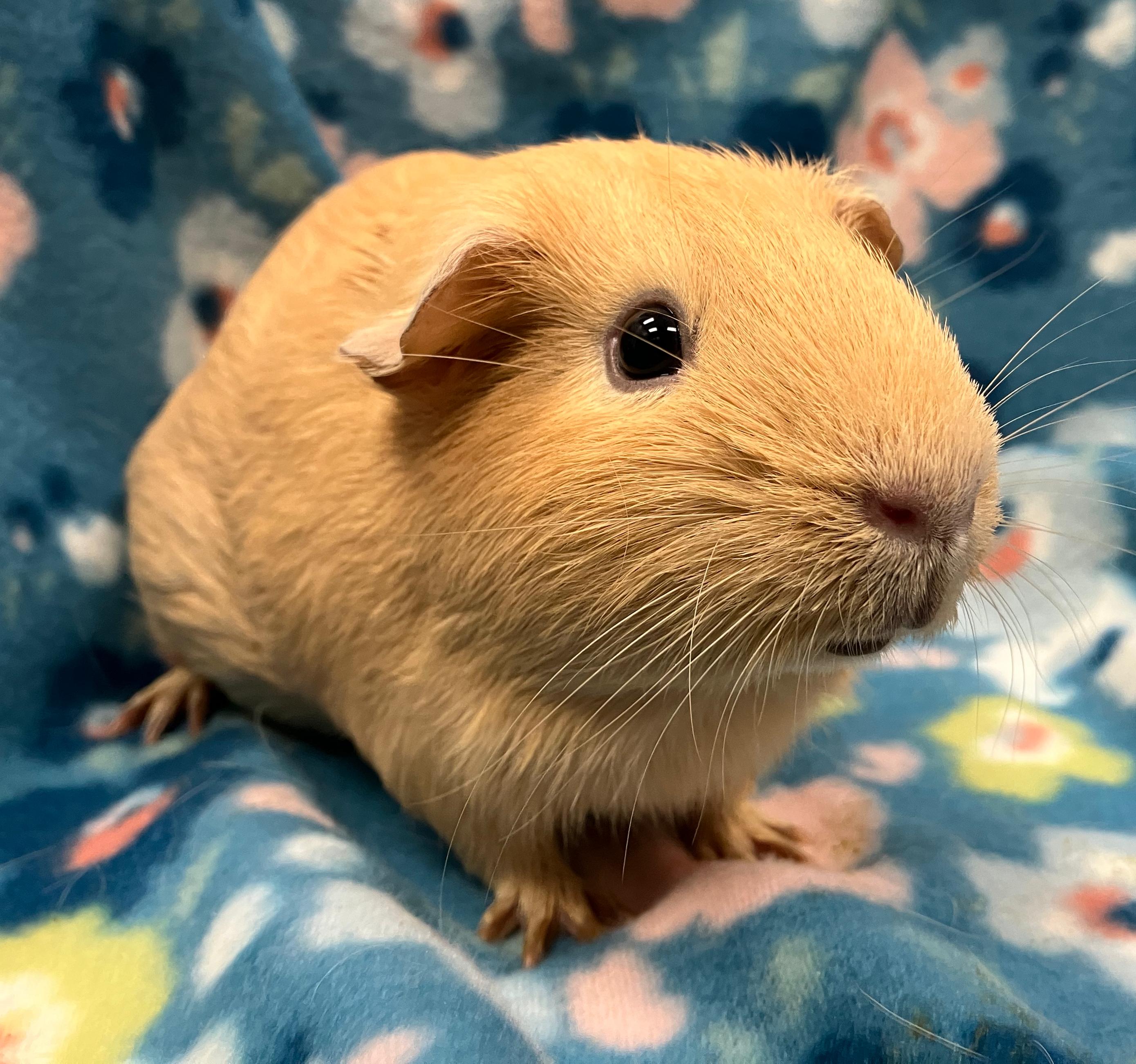 Loretta & Darla, an adopted Guinea Pig in Oshkosh, WI image 5/5