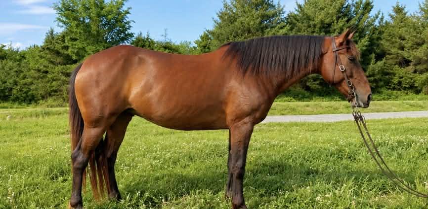 Astoria - 2026 ATFO 365, Adoptable, Adult Female Grade.