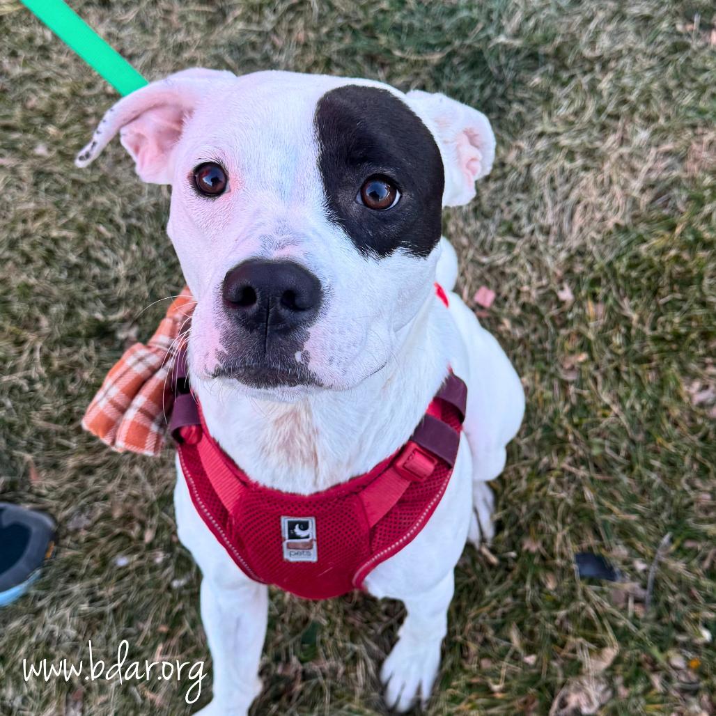 Fish, Adoptable, Young Female Boxer.