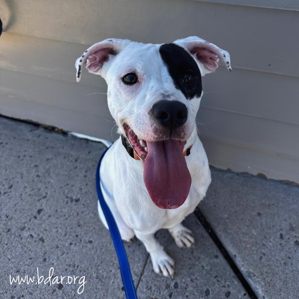 Fish, Adoptable, Young Female Boxer.