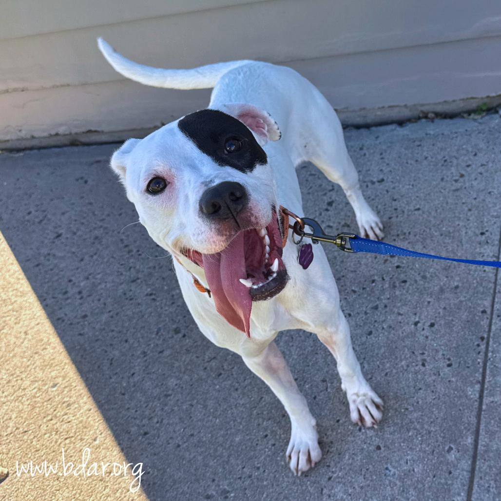 Fish, a Adoptable Boxer in Cheyenne, WY image 2/2