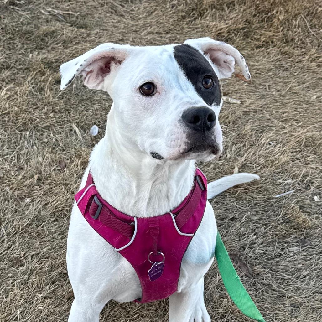 Enlarge Fish, a Adoptable Boxer in Cheyenne, WY image 4/6