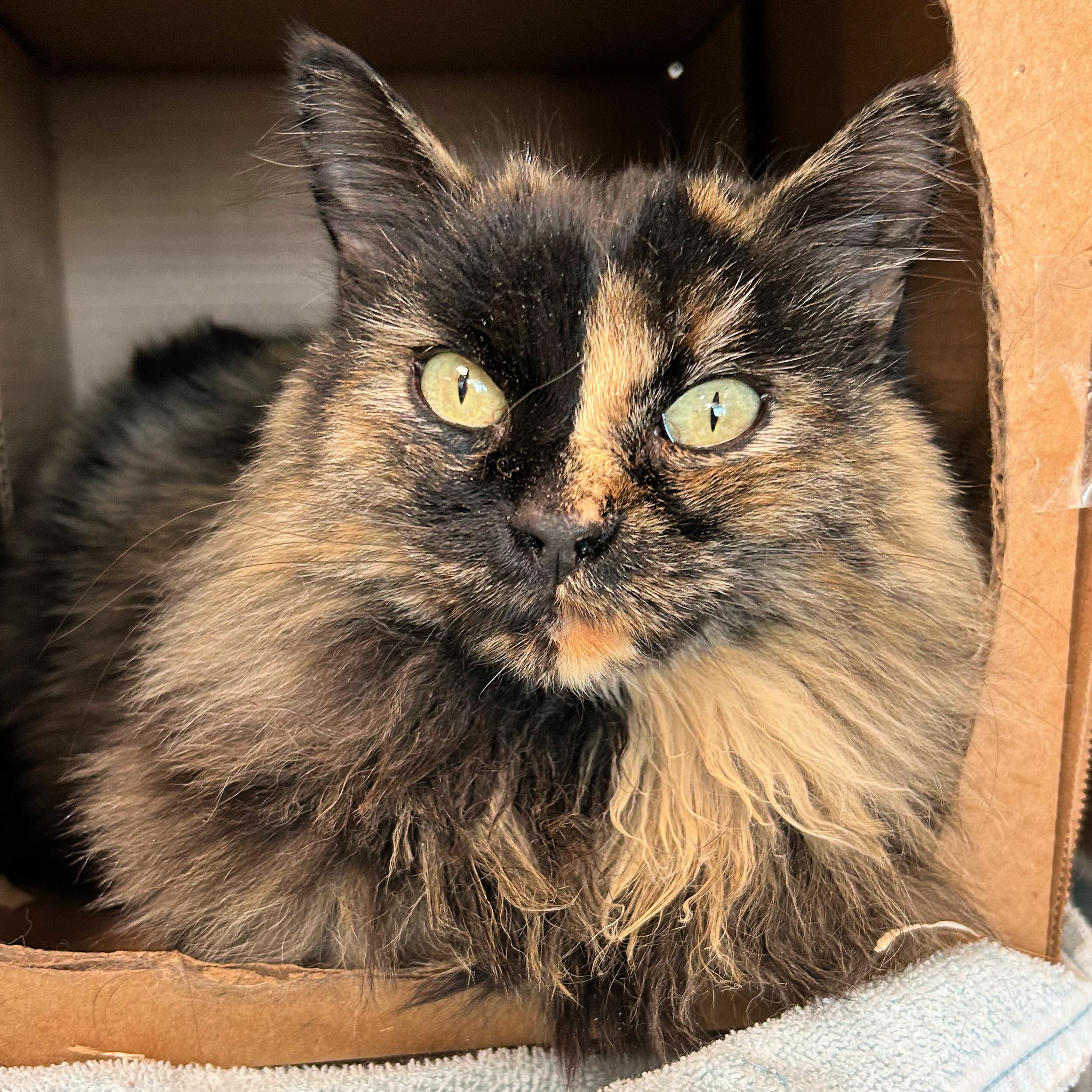 Holly, a ADOPTABLE mixed breed in Lindon, UT image 1/2