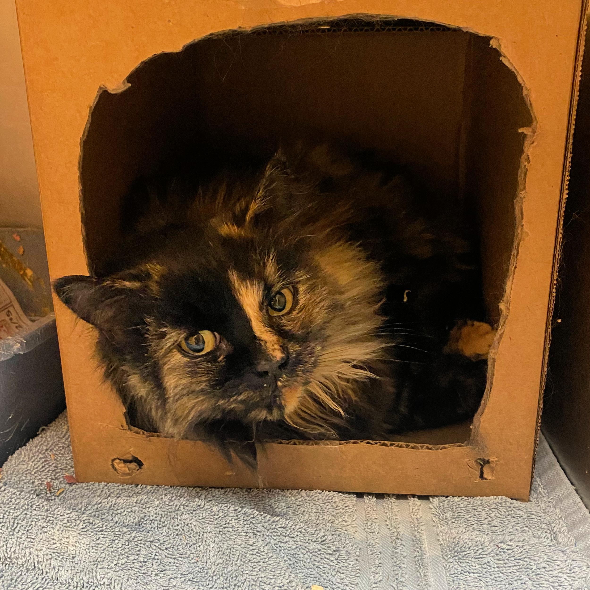 Holly, a ADOPTABLE mixed breed in Lindon, UT image 2/2