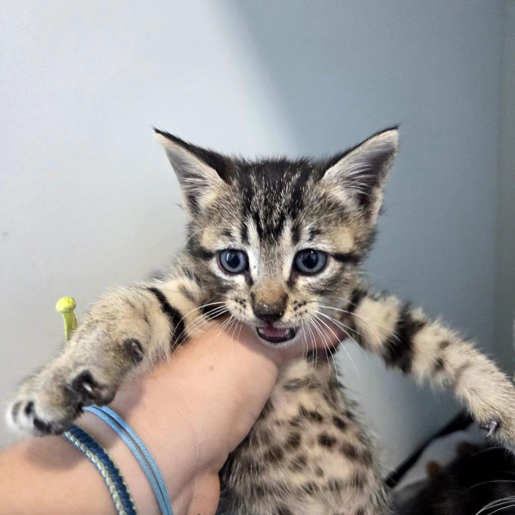 Tyla, Adoptable, Kitten Female Tabby.