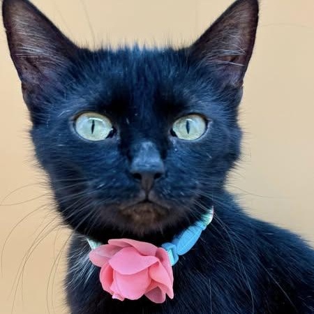 Midwest Princess, Adult Female Domestic Short Hair