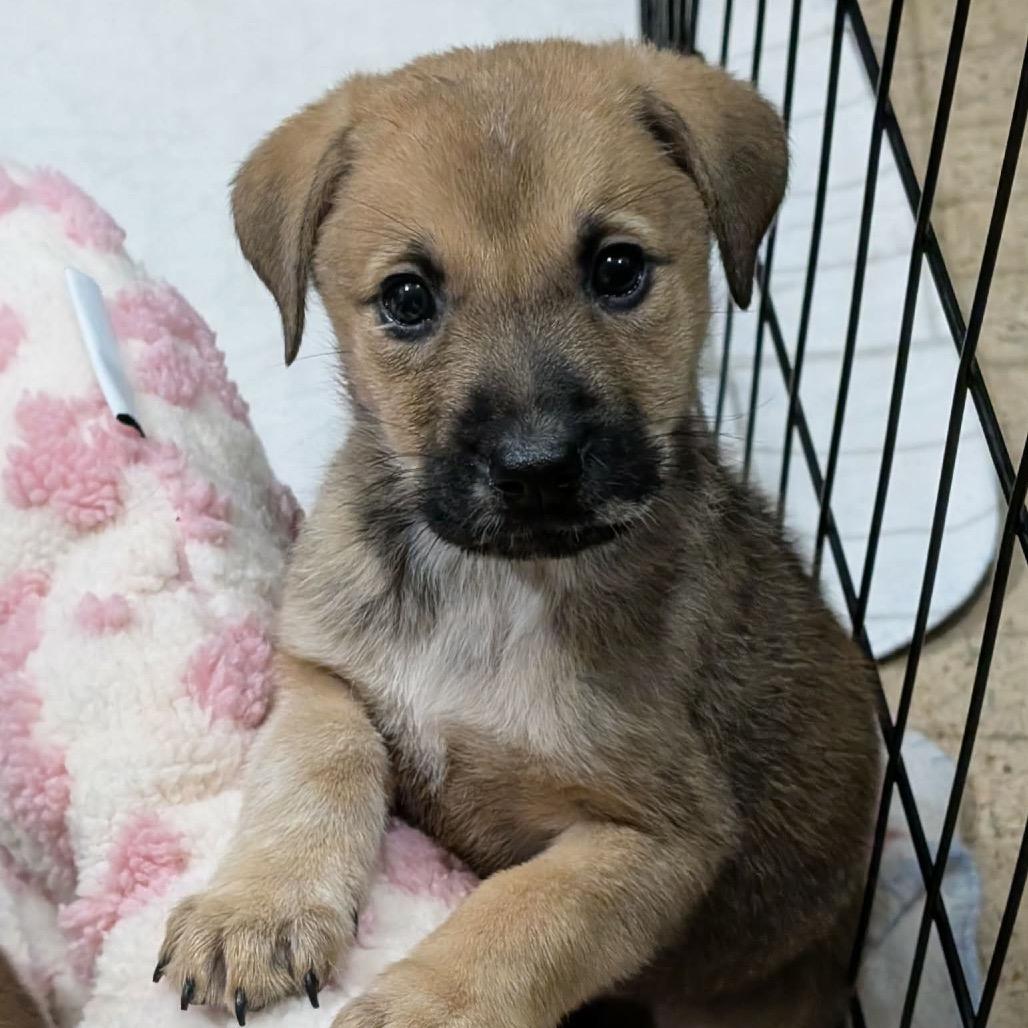 Violet, Adoptable, Puppy Female Mixed Breed.