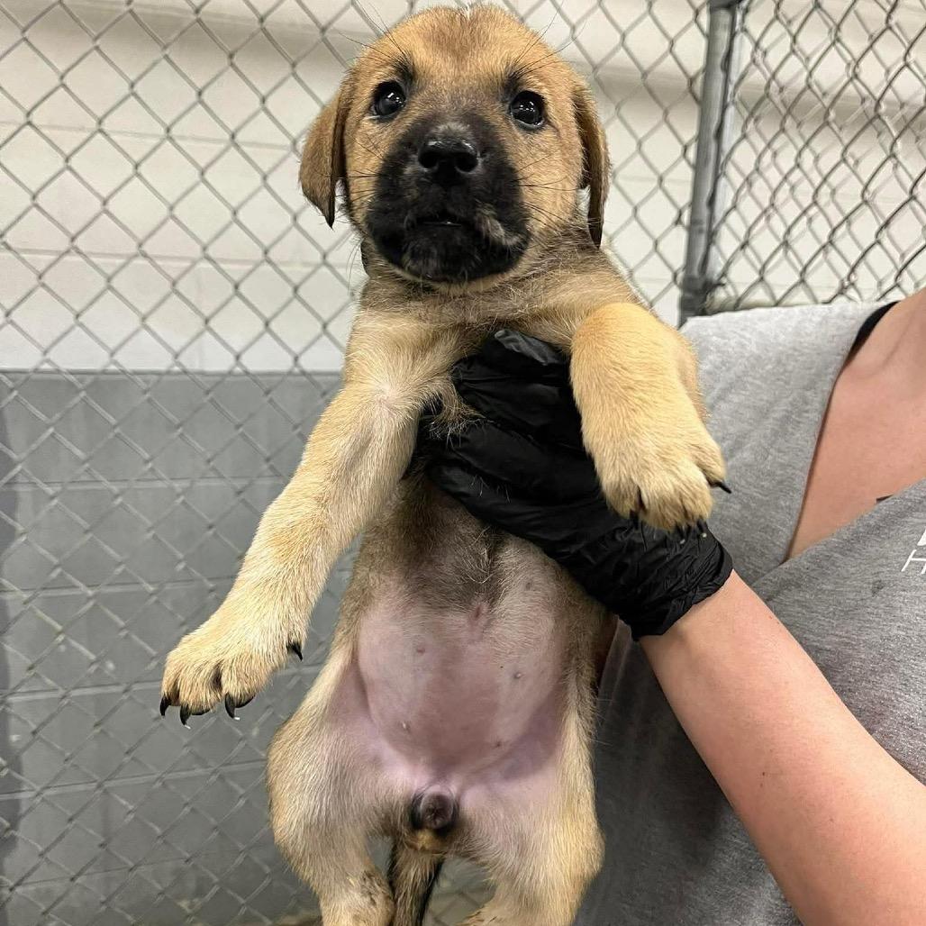 Enlarge Violet, a Adoptable Mixed Breed in Phoenix, MD image 2/4