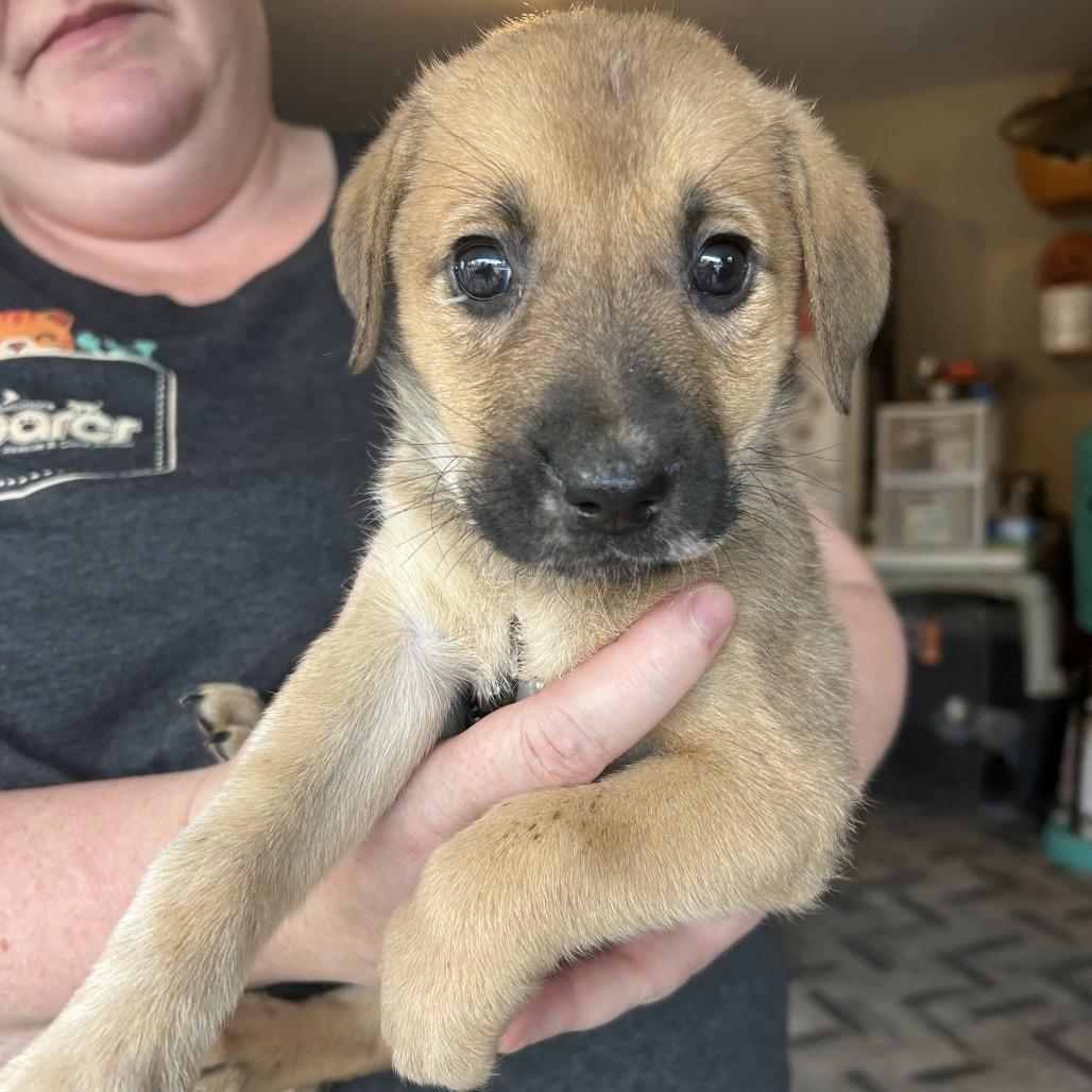 Enlarge Violet, a Adoptable Mixed Breed in Phoenix, MD image 3/4
