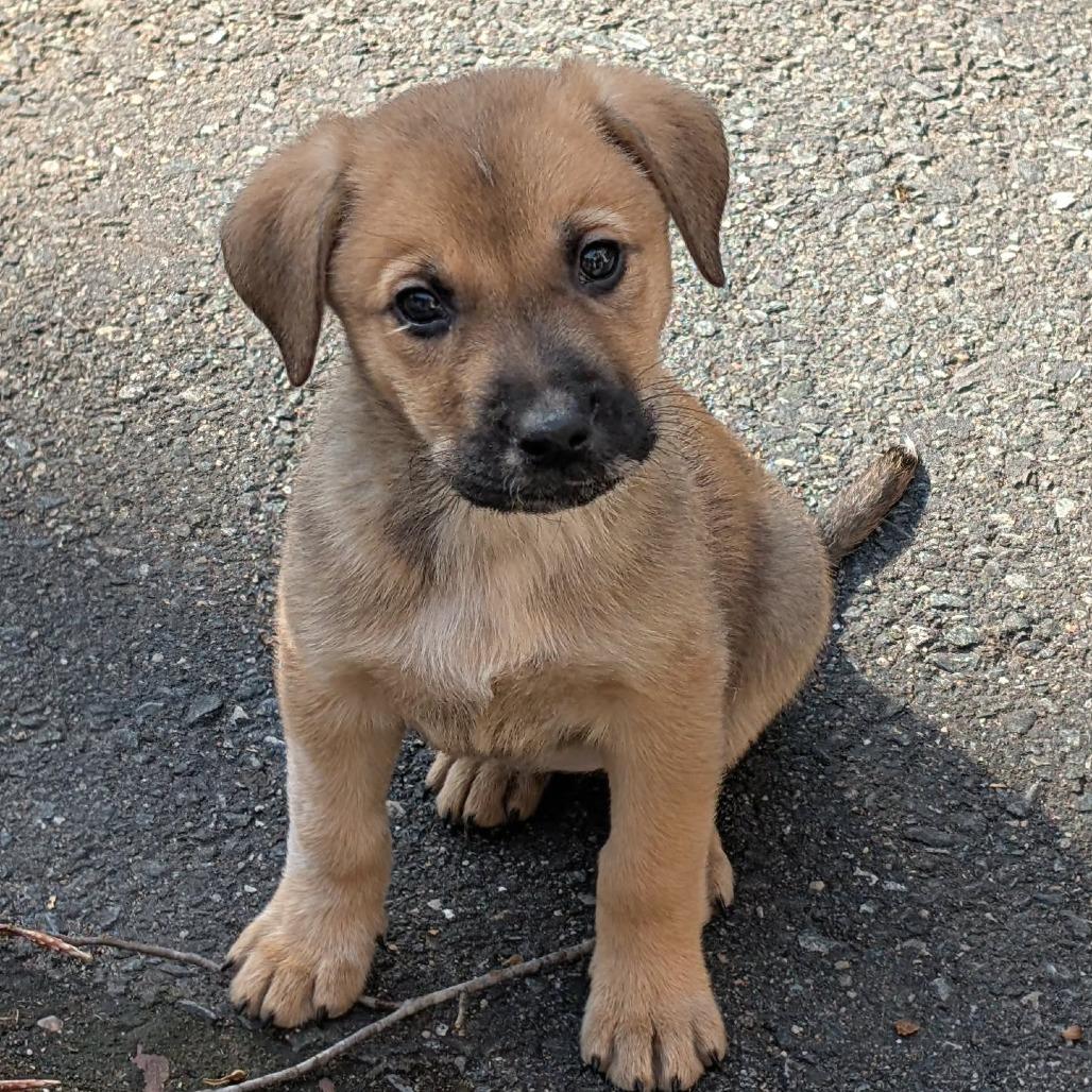 Enlarge Violet, a Adoptable Mixed Breed in Phoenix, MD image 4/4