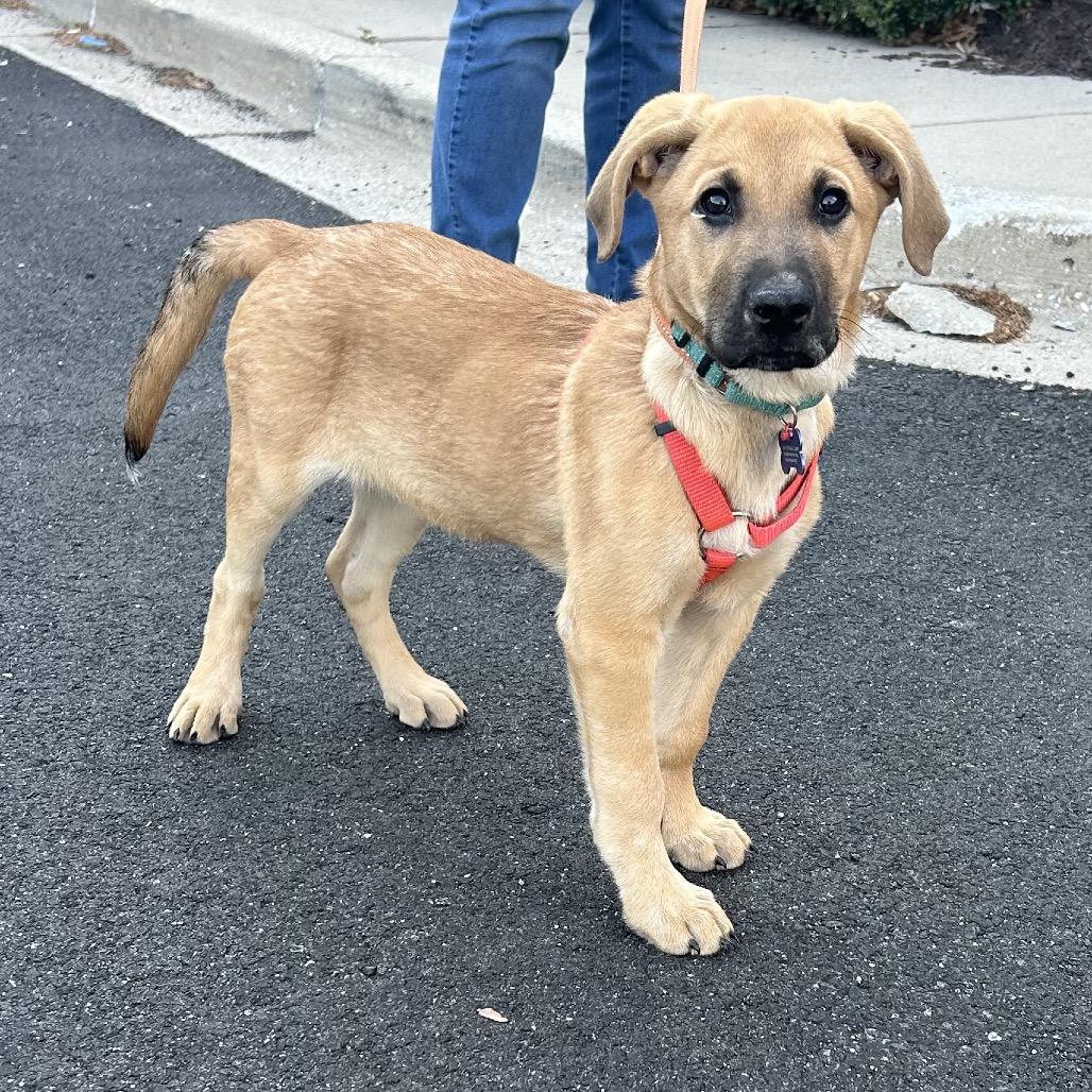 Enlarge Violet, a Adoptable Mixed Breed in Phoenix, MD image 4/4