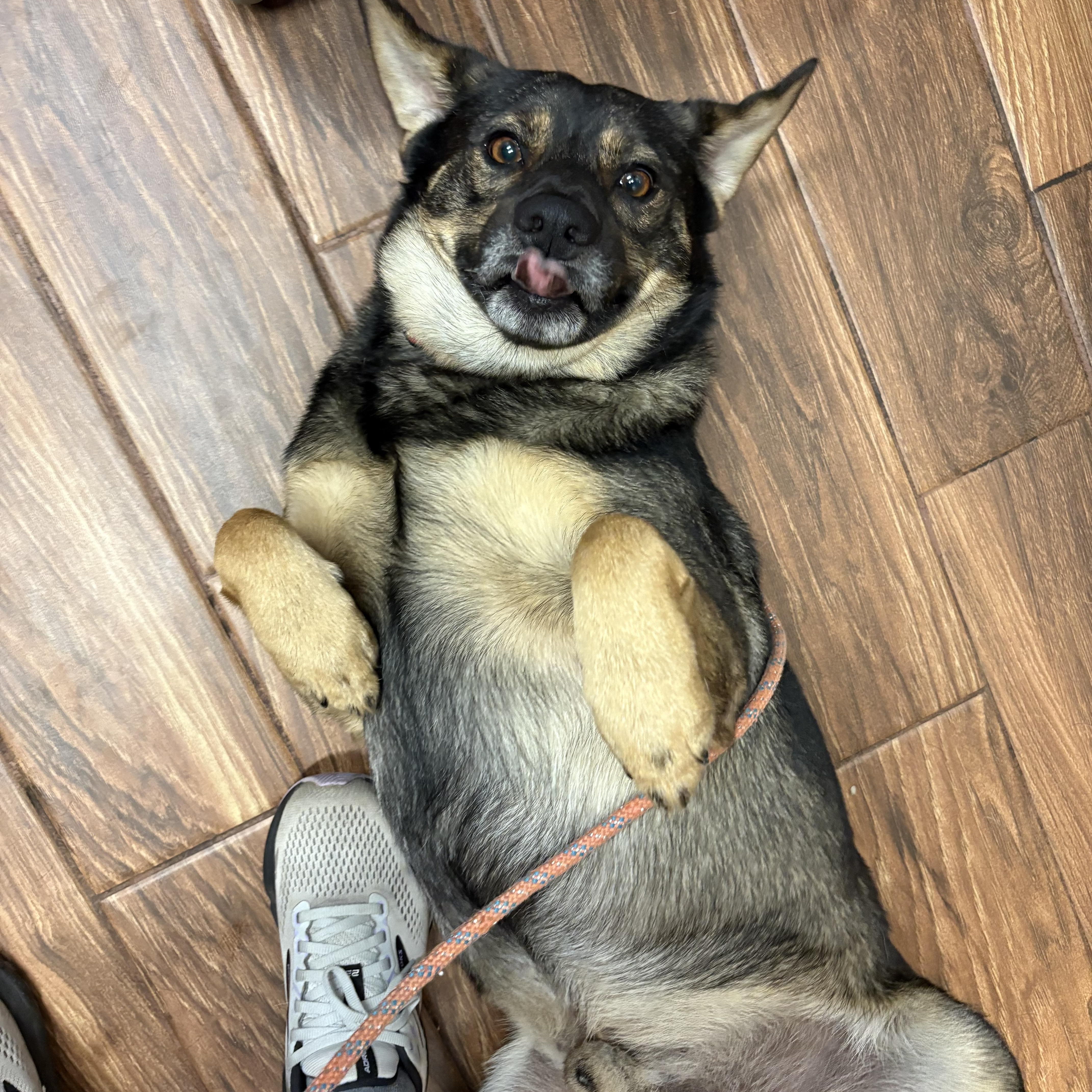 Enlarge Hummer, an adopted mixed breed in Englewood, CO image 3/6