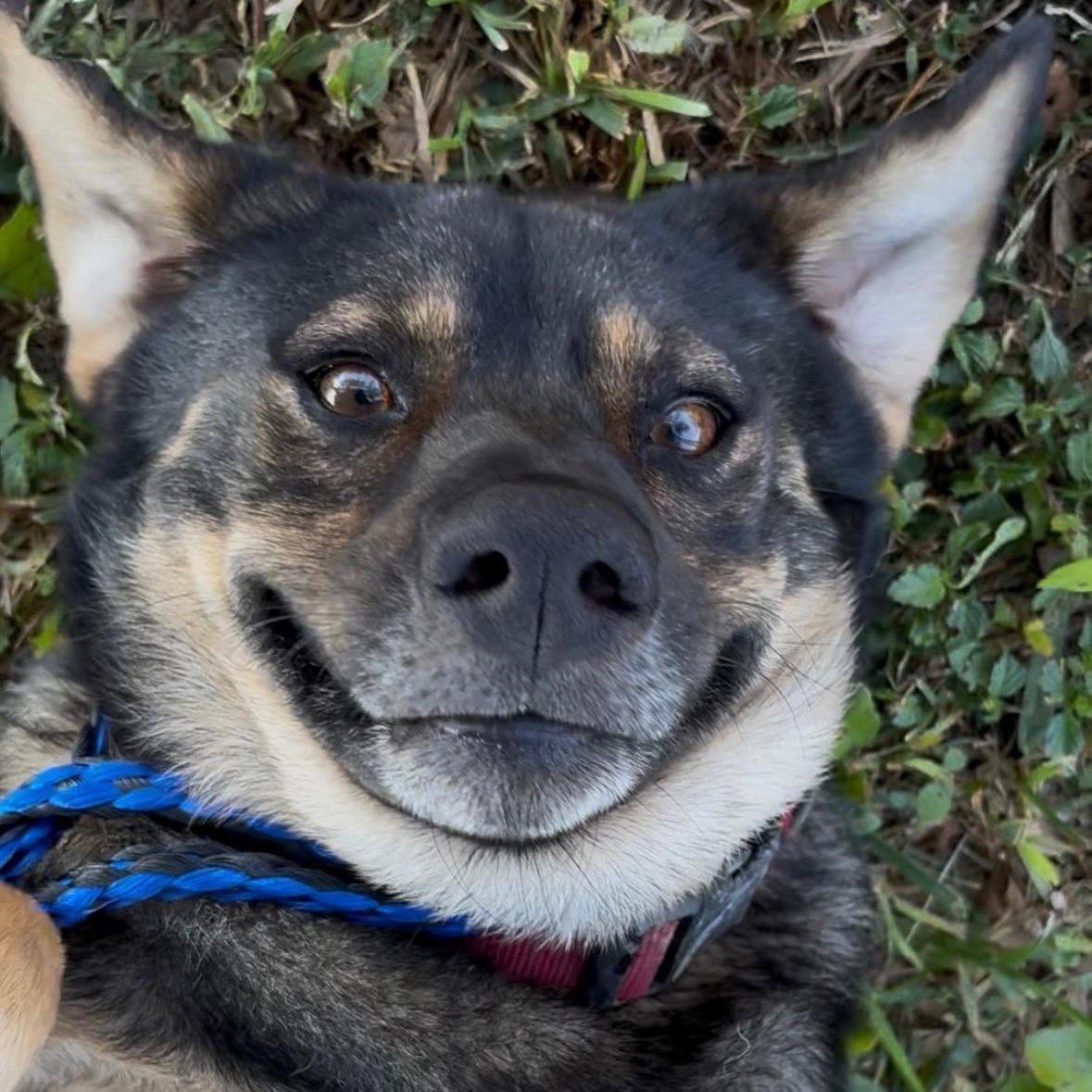 Hummer, adopted, Adult Male German Shepherd Dog.