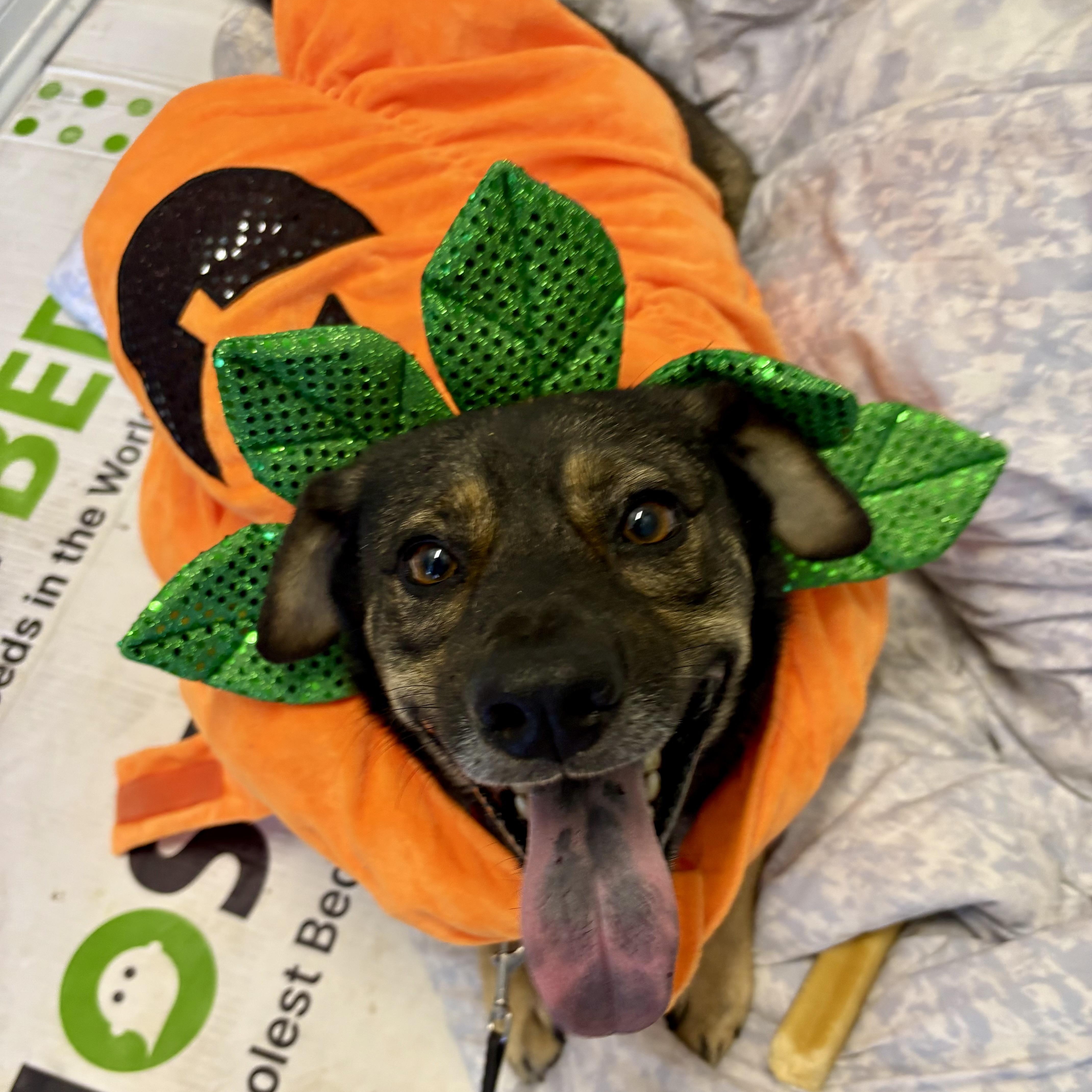 Enlarge Hummer, an adopted mixed breed in Englewood, CO image 4/6