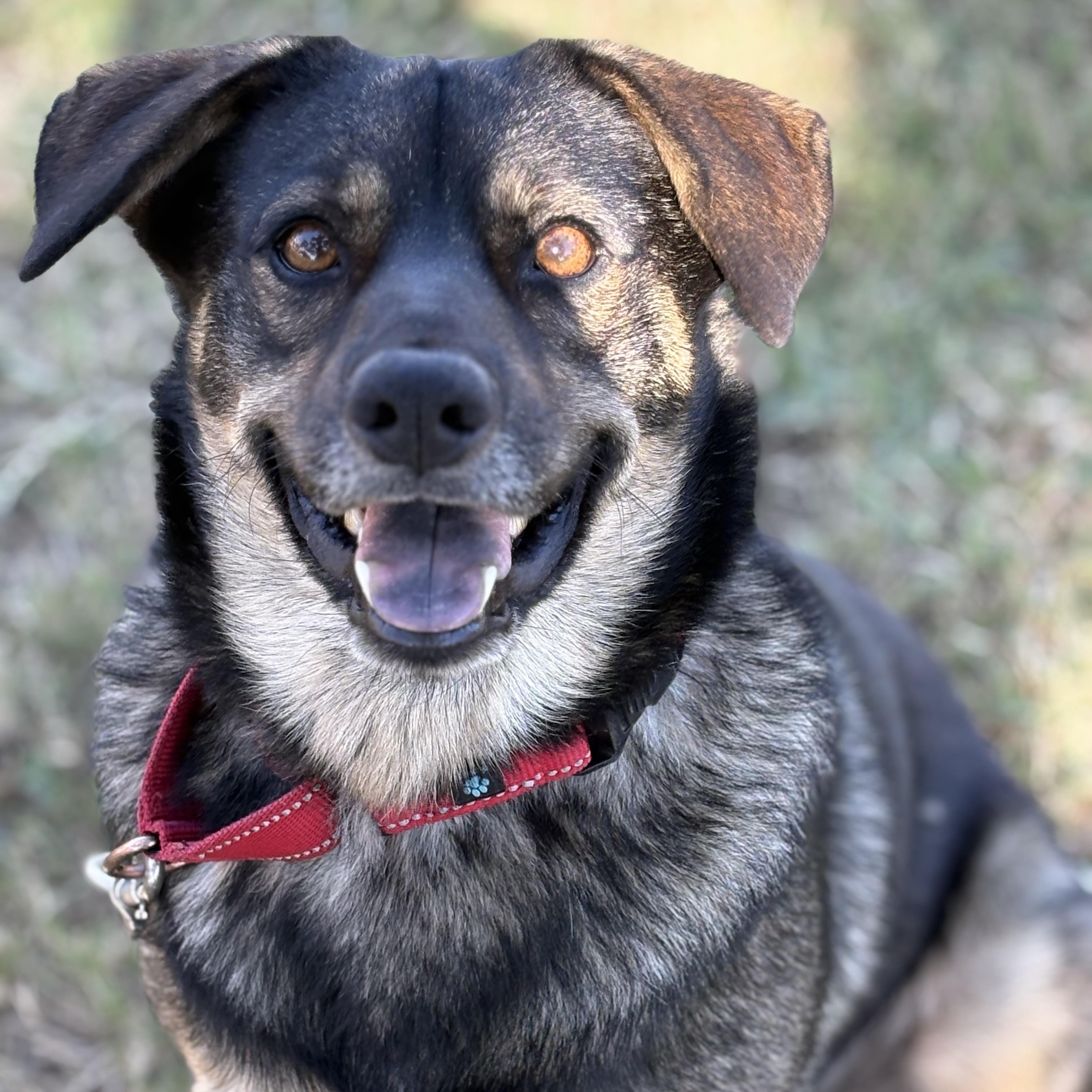 Enlarge Hummer, an adopted mixed breed in Englewood, CO image 2/6