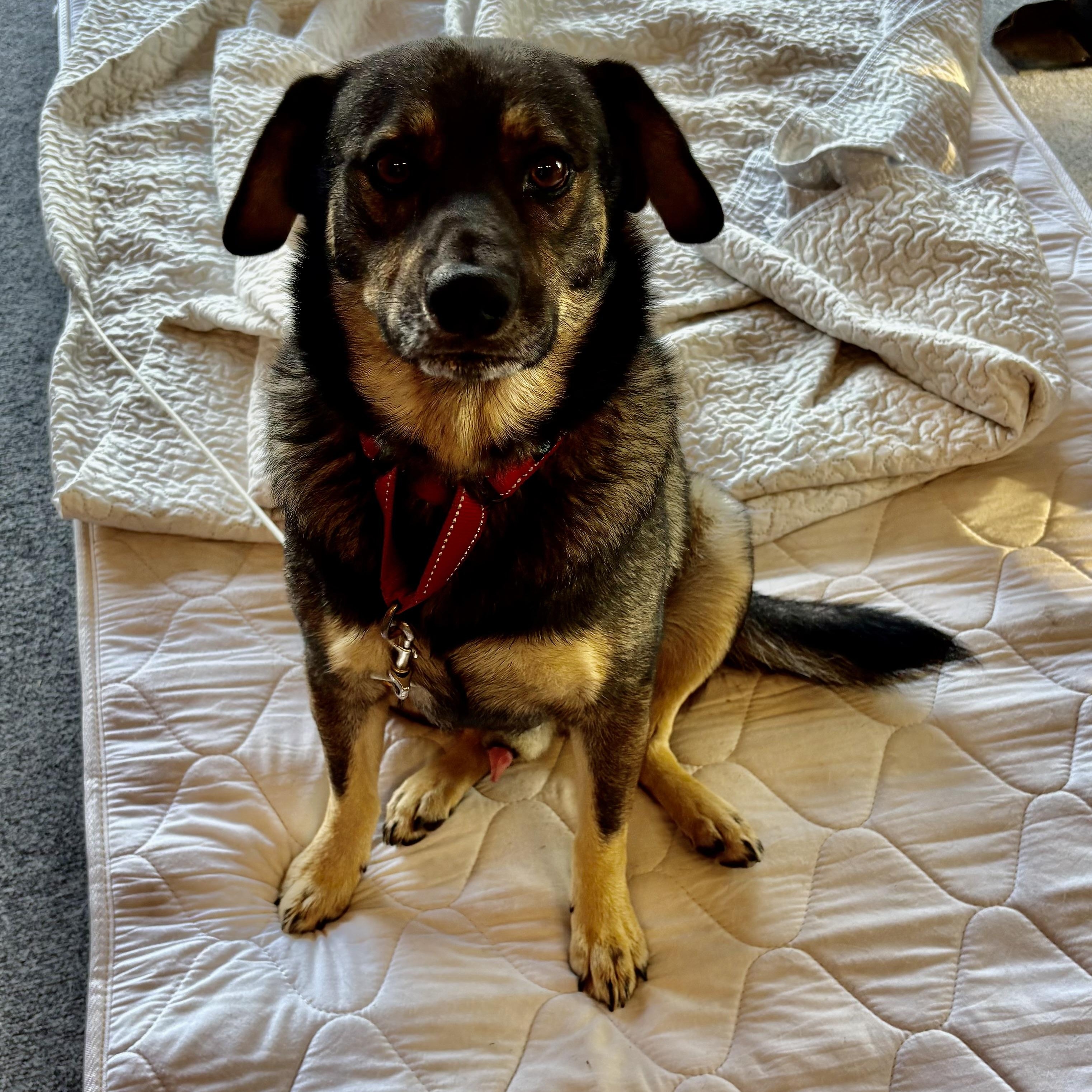 Enlarge Hummer, an adopted mixed breed in Englewood, CO image 5/6