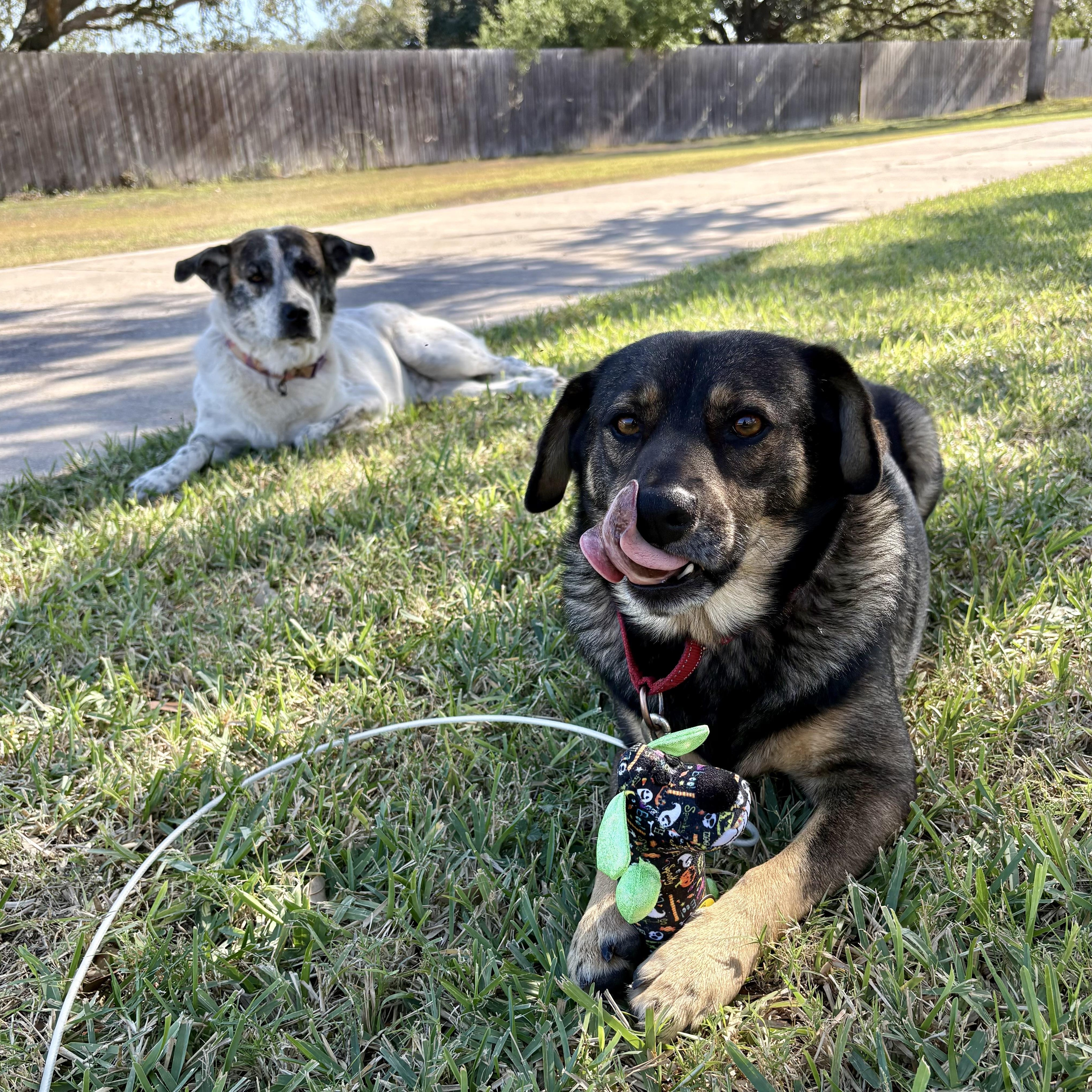 Enlarge Hummer, an adopted mixed breed in Englewood, CO image 6/6